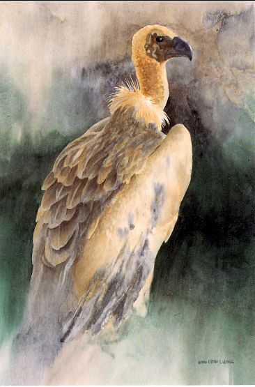 Wall Street Warrior - African White-Backed Vulture by Esther Lidstrom